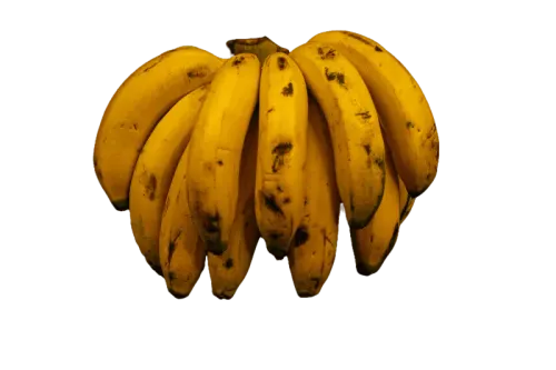 Banano criollo